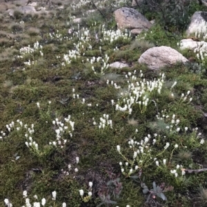 Stackhousia monogyna at Rendezvous Creek, ACT - 5 Dec 2021