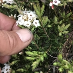 Epacris paludosa (Alpine Heath) at Yaouk, NSW - 4 Dec 2021 by BrianH