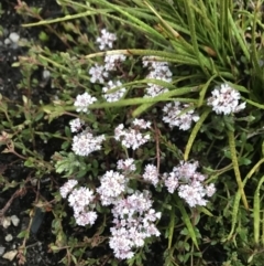 Poranthera microphylla (Small Poranthera) at Rendezvous Creek, ACT - 4 Dec 2021 by BrianH