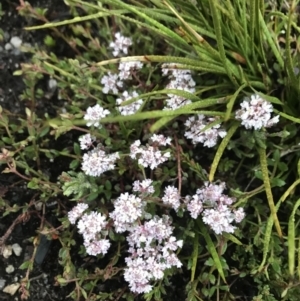 Poranthera microphylla at Rendezvous Creek, ACT - 5 Dec 2021 05:59 AM