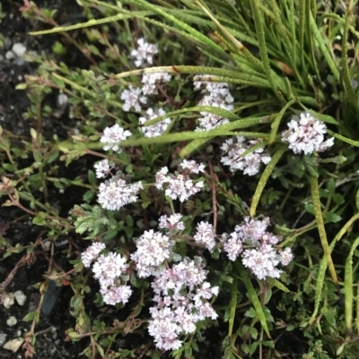 Poranthera microphylla (Small Poranthera) at Namadgi National Park - 4 Dec 2021 by BrianH