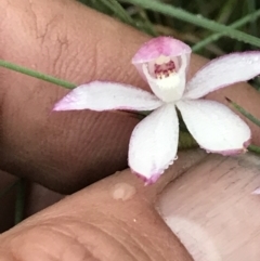 Caladenia alpina (Mountain Caps) at Rendezvous Creek, ACT - 5 Dec 2021 by BrianH