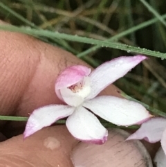 Caladenia alpina at Rendezvous Creek, ACT - 5 Dec 2021