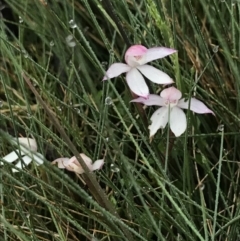 Caladenia alpina at Rendezvous Creek, ACT - 5 Dec 2021