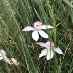 Caladenia alpina at Rendezvous Creek, ACT - 5 Dec 2021