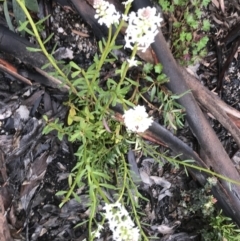 Stackhousia monogyna (Creamy Candles) at Namadgi National Park - 4 Dec 2021 by BrianH