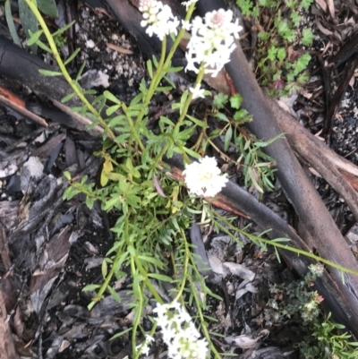 Stackhousia monogyna (Creamy Candles) at Rendezvous Creek, ACT - 5 Dec 2021 by BrianH