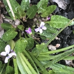 Viola betonicifolia (Mountain Violet) at Rendezvous Creek, ACT - 4 Dec 2021 by BrianH