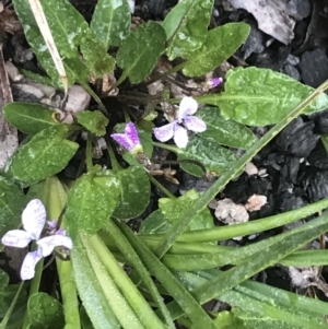 Viola betonicifolia at Rendezvous Creek, ACT - 5 Dec 2021 08:55 AM