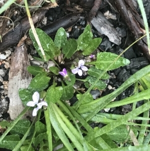 Viola betonicifolia at Rendezvous Creek, ACT - 5 Dec 2021 08:55 AM