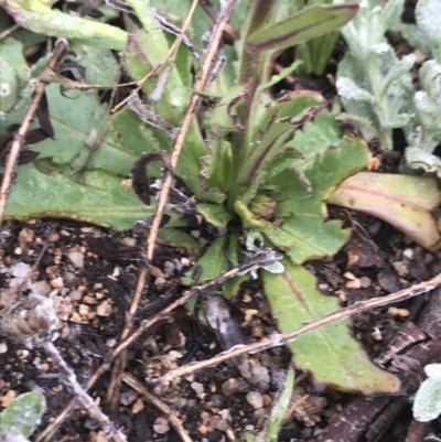 Calotis scabiosifolia var. integrifolia (Rough Burr-daisy) at Namadgi National Park - 4 Dec 2021 by BrianH