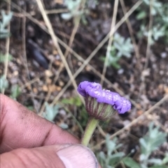 Calotis scabiosifolia var. integrifolia at Cotter River, ACT - 5 Dec 2021