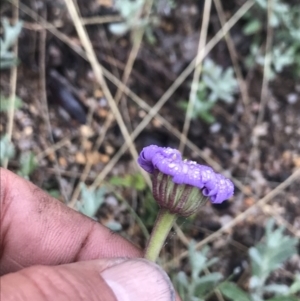 Calotis scabiosifolia var. integrifolia at Cotter River, ACT - 5 Dec 2021 09:06 AM