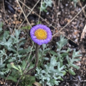 Calotis scabiosifolia var. integrifolia at Cotter River, ACT - 5 Dec 2021 09:06 AM