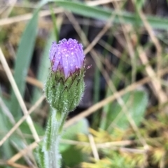 Pappochroma nitidum (Sticky Fleabane) at Cotter River, ACT - 5 Dec 2021 by BrianH