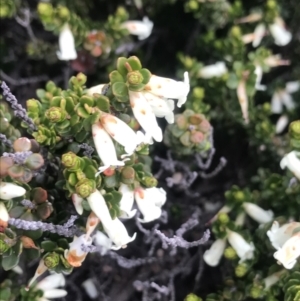 Epacris robusta at Rendezvous Creek, ACT - 4 Dec 2021