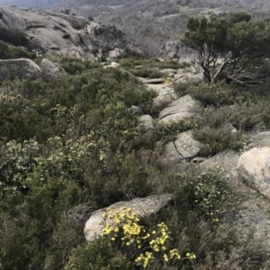 Phebalium squamulosum at Rendezvous Creek, ACT - 4 Dec 2021 05:51 PM