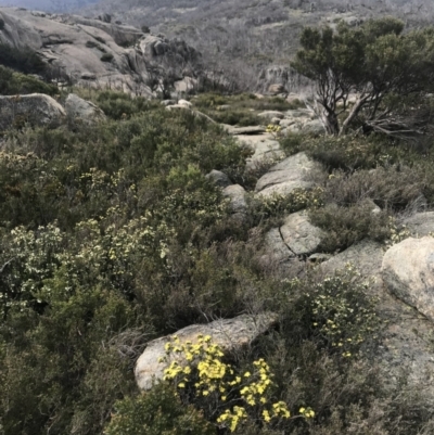 Phebalium squamulosum (Scaly Phebalium) at Namadgi National Park - 4 Dec 2021 by BrianH