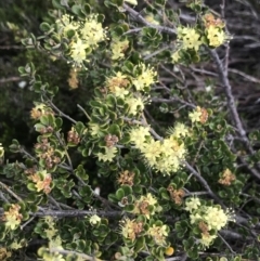 Phebalium squamulosum at Rendezvous Creek, ACT - 4 Dec 2021 05:51 PM