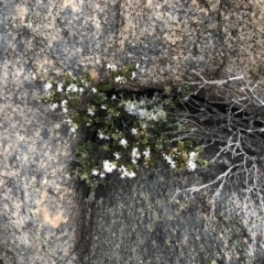 Westringia lucida (Shining Westringia) at Scabby Range Nature Reserve - 4 Dec 2021 by BrianH