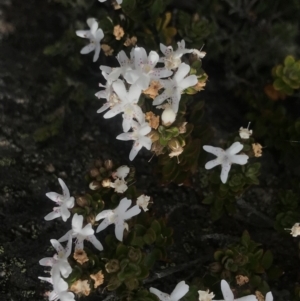 Westringia lucida at Yaouk, NSW - 4 Dec 2021