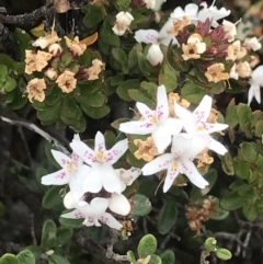 Westringia lucida (Shining Westringia) at Scabby Range Nature Reserve - 4 Dec 2021 by BrianH