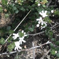 Westringia lucida (Shining Westringia) at Rendezvous Creek, ACT - 4 Dec 2021 by BrianH