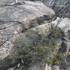 Westringia lucida at Rendezvous Creek, ACT - 4 Dec 2021 06:00 PM