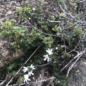 Westringia lucida at Rendezvous Creek, ACT - 4 Dec 2021