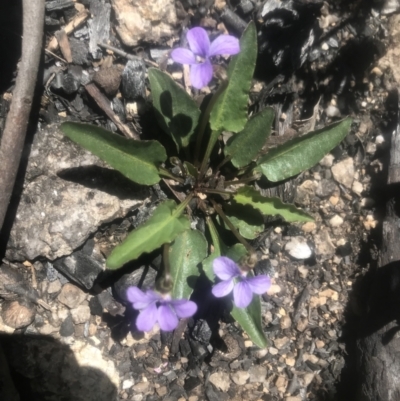 Viola betonicifolia (Mountain Violet) at Namadgi National Park - 4 Dec 2021 by BrianH