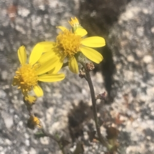 Senecio pinnatifolius var. alpinus at Rendezvous Creek, ACT - 4 Dec 2021