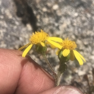 Senecio pinnatifolius var. alpinus at Rendezvous Creek, ACT - 4 Dec 2021