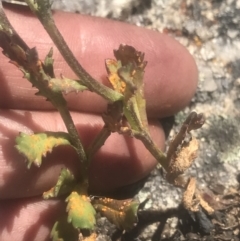 Senecio pinnatifolius var. alpinus at Rendezvous Creek, ACT - 4 Dec 2021 02:28 PM