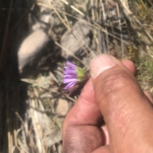 Calotis scabiosifolia var. integrifolia at Mount Clear, ACT - 4 Dec 2021