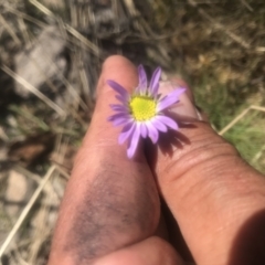 Calotis scabiosifolia var. integrifolia at Mount Clear, ACT - 4 Dec 2021 03:03 PM