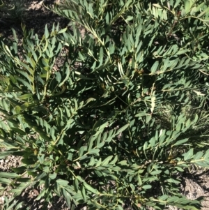 Polyscias sambucifolia subsp. Short leaflets (V.Stajsic 196) Vic. Herbarium at Rendezvous Creek, ACT - 4 Dec 2021