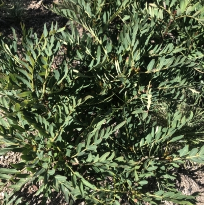 Polyscias sambucifolia subsp. Short leaflets (V.Stajsic 196) Vic. Herbarium (Elderberry Panax, Ornamental Ash, Elderberry Ash) at Namadgi National Park - 4 Dec 2021 by BrianH