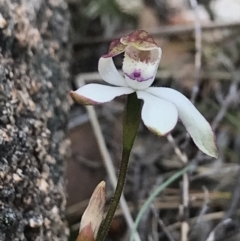 Caladenia moschata (Musky Caps) at Rendezvous Creek, ACT - 4 Dec 2021 by BrianH