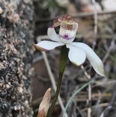 Caladenia moschata (Musky caps) at Rendezvous Creek, ACT - 4 Dec 2021 by BrianH