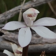 Caladenia alpina (Mountain Caps) at Rendezvous Creek, ACT - 4 Dec 2021 by BrianH