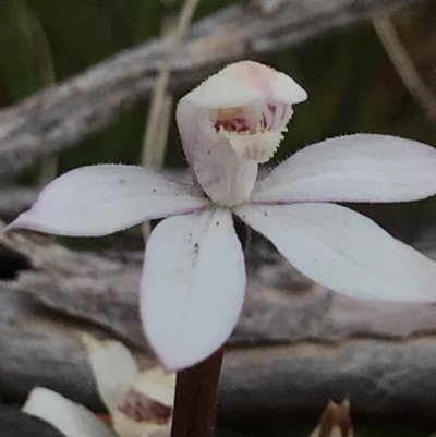 Caladenia alpina (Mountain Caps) at Rendezvous Creek, ACT - 4 Dec 2021 by BrianH