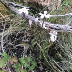 Caladenia alpina at Rendezvous Creek, ACT - suppressed