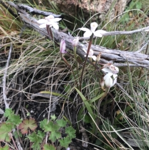 Caladenia alpina at Rendezvous Creek, ACT - 4 Dec 2021