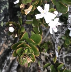 Westringia lucida (Shining Westringia) at Namadgi National Park - 4 Dec 2021 by BrianH