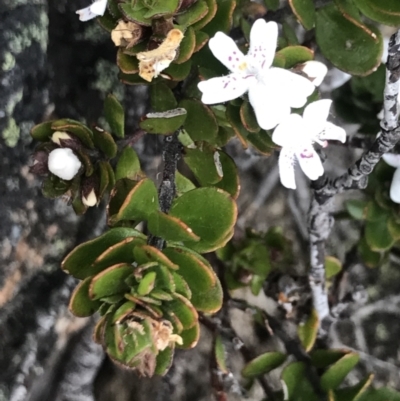 Westringia lucida (Shining Westringia) at Namadgi National Park - 4 Dec 2021 by BrianH