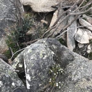 Westringia lucida at Rendezvous Creek, ACT - 4 Dec 2021