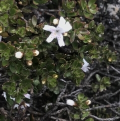 Westringia lucida (Shining Westringia) at Rendezvous Creek, ACT - 4 Dec 2021 by BrianH