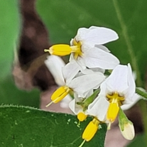 Solanum nigrum at Stromlo, ACT - 15 Dec 2021