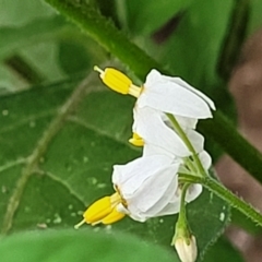 Solanum nigrum at Stromlo, ACT - 15 Dec 2021
