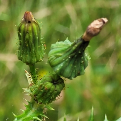 Sonchus asper (Prickly Sowthistle) at Block 402 - 15 Dec 2021 by trevorpreston